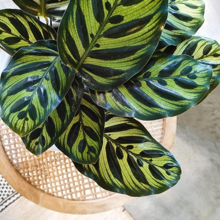 dracaena cintho Plantes naturelles - Dracaena Cintho - cane main image 0