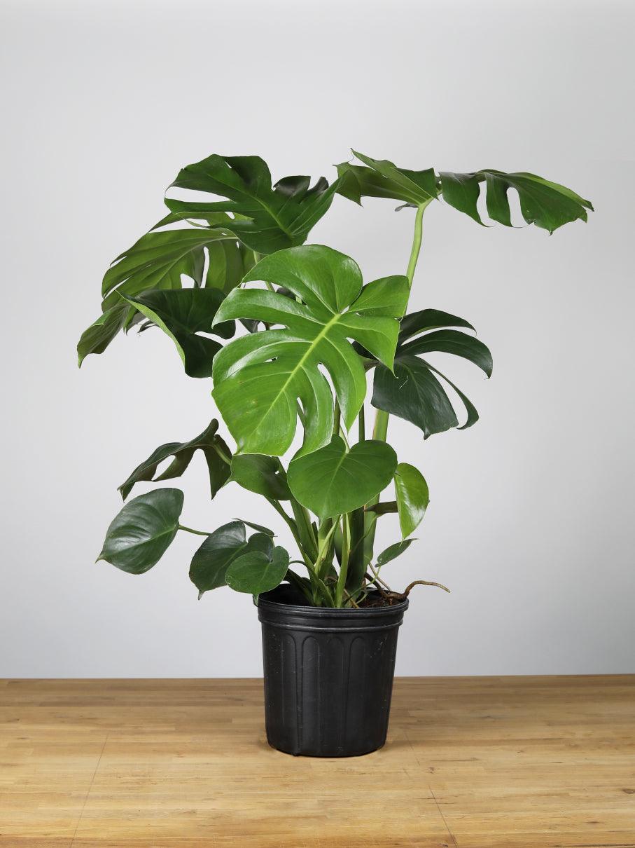 Fiche d'entretien: Monstera  Sous La Canope