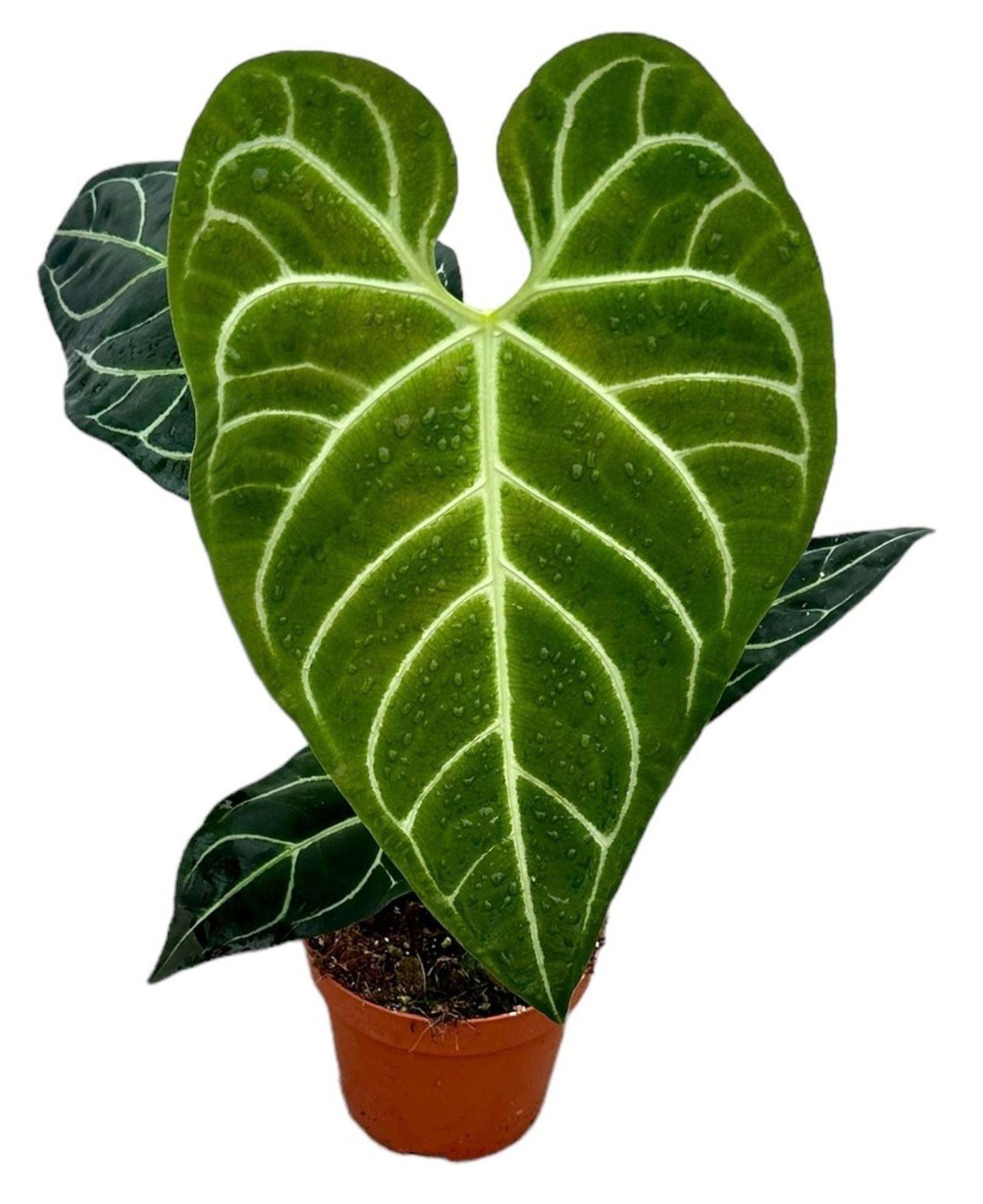 indoor vine plant Pothos Marble Queen | Epipremnum Marble Queen Pothos Plant in 6 Pot | Easy-Care Potted Houseplants for sale | Trailing Indoor Plants