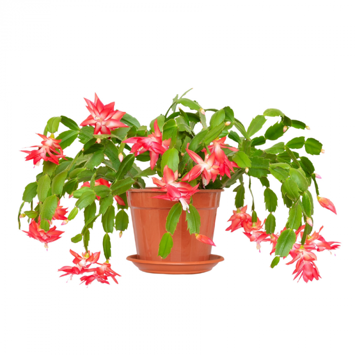 Fiche d'entretien: Schlumbergera (cactus de Nol)  Sous La Canope