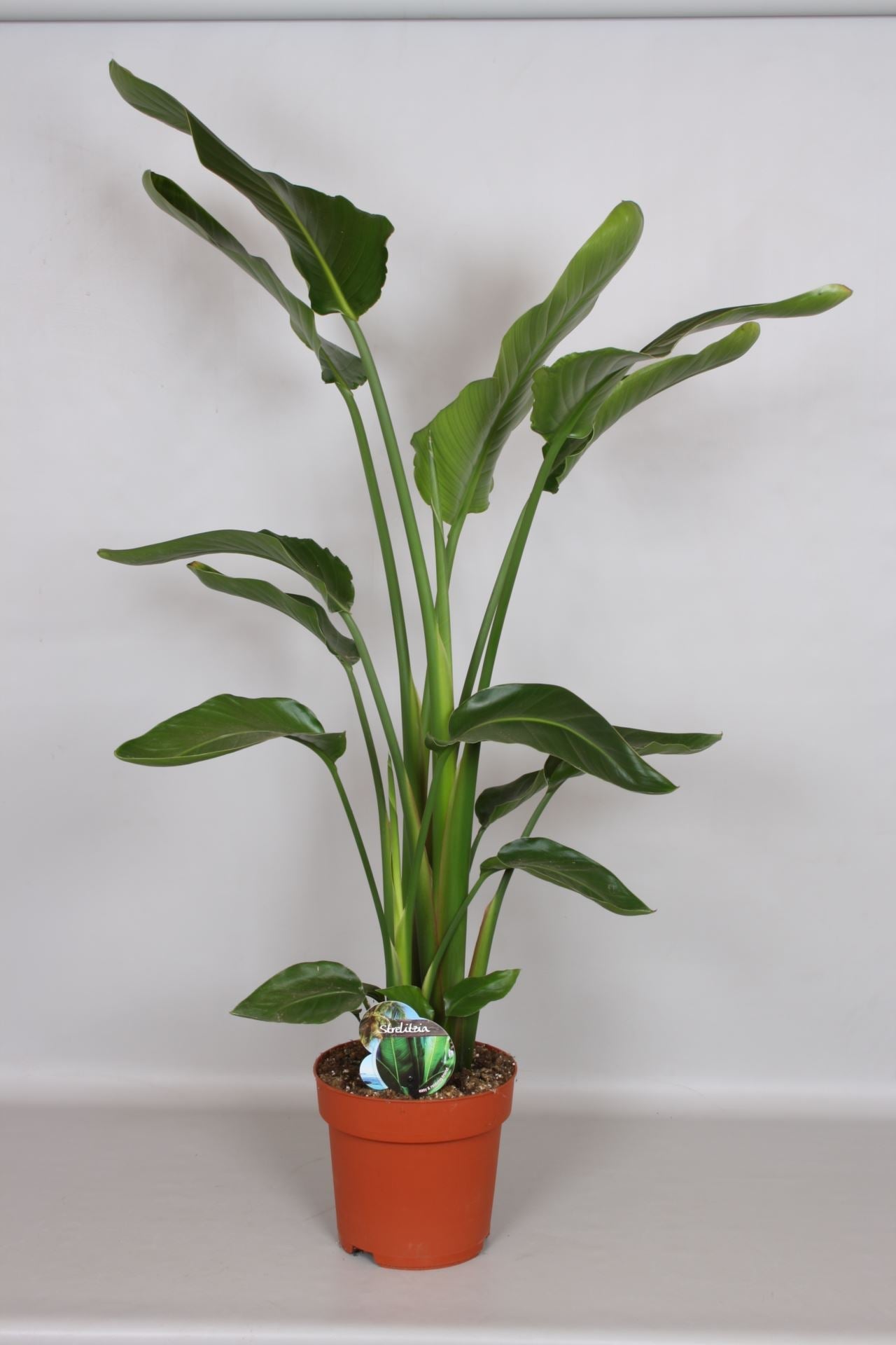 Fiche d'entretien: Strelitzia  Sous La Canope