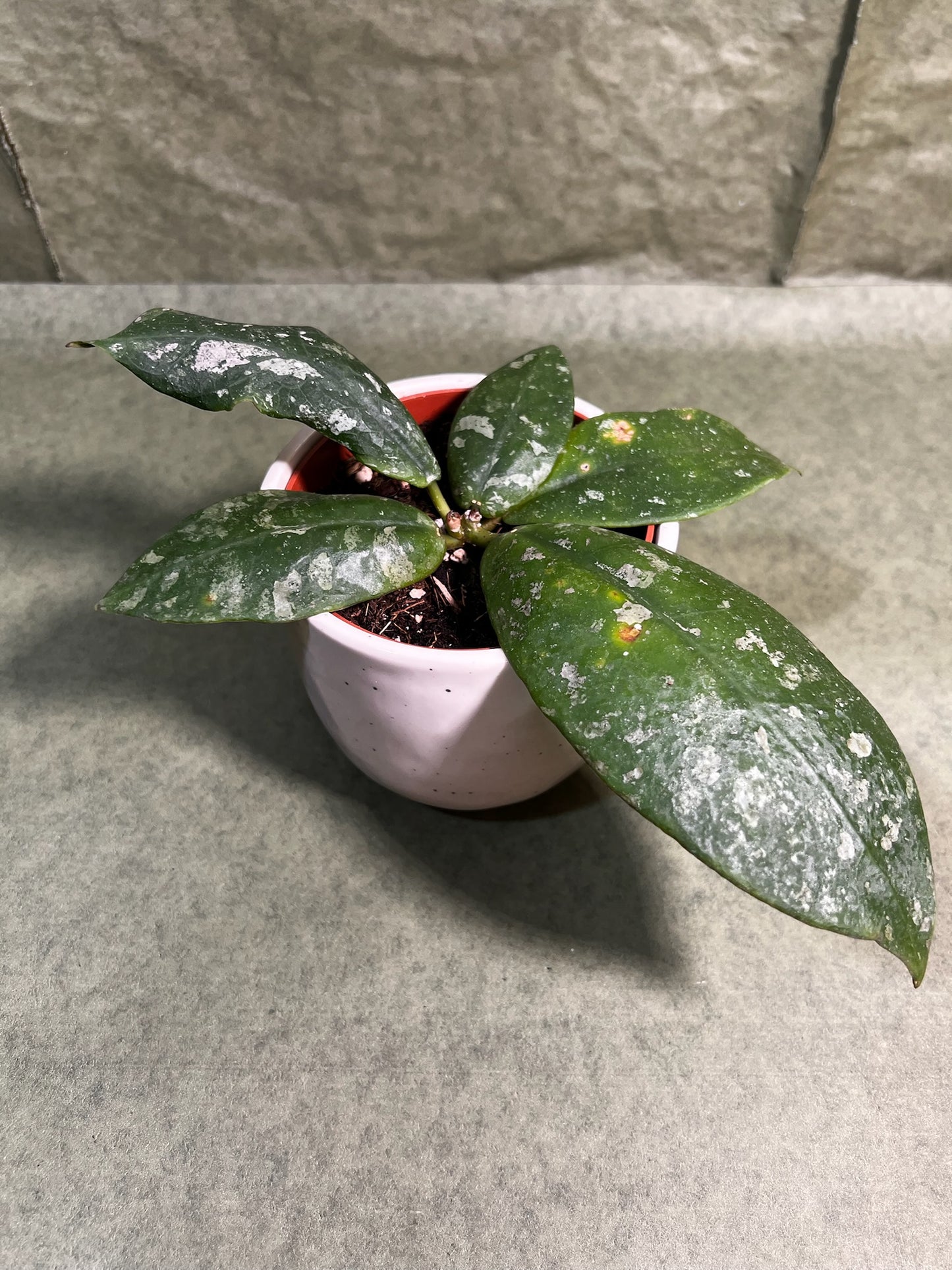 Hoya Mitrata Splash ↕: 15cm ø: 10,5cm