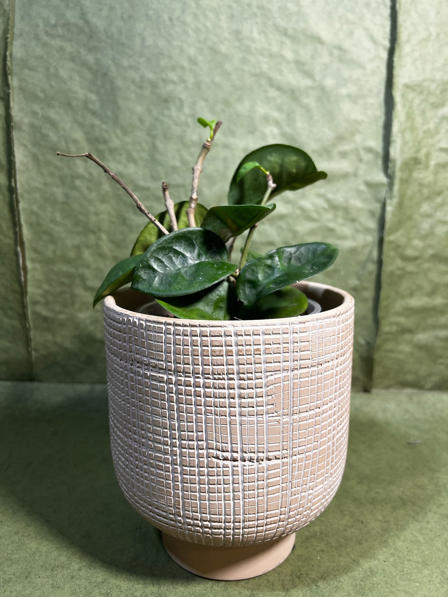 Hoya Carnosa Chelsea ↕: 23cm ø: 12cm