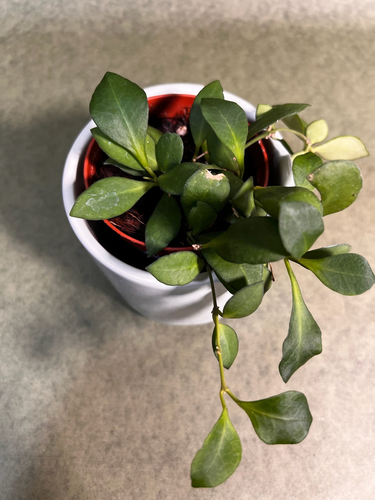 Hoya Heuschkeliana Pink ↕: 16cm ø: 8,5cm