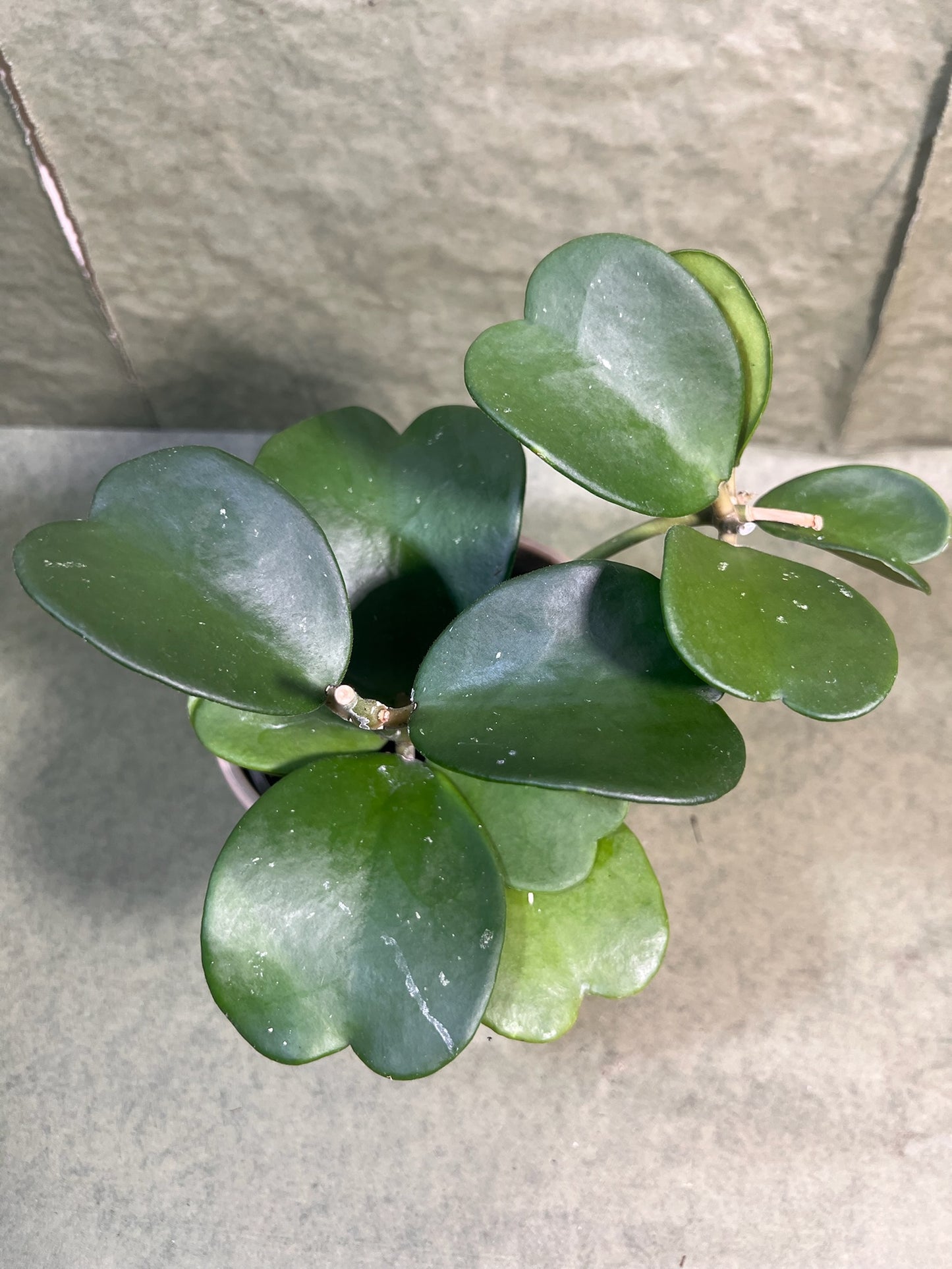 Hoya Kerrii ↕: 20cm ø: 12cm