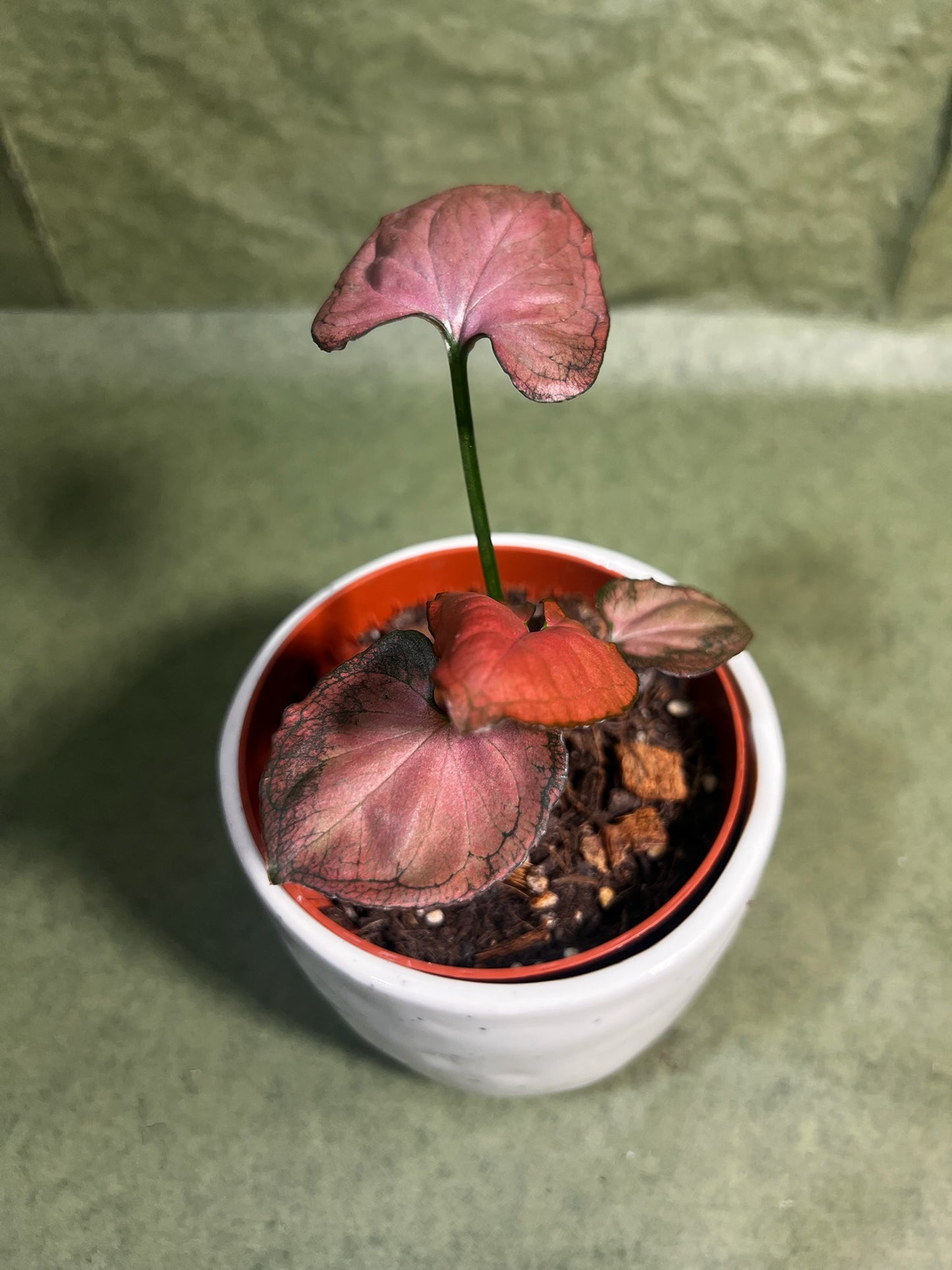 Syngonium Orm Nak ↕: 10cm ø: 10,5cm