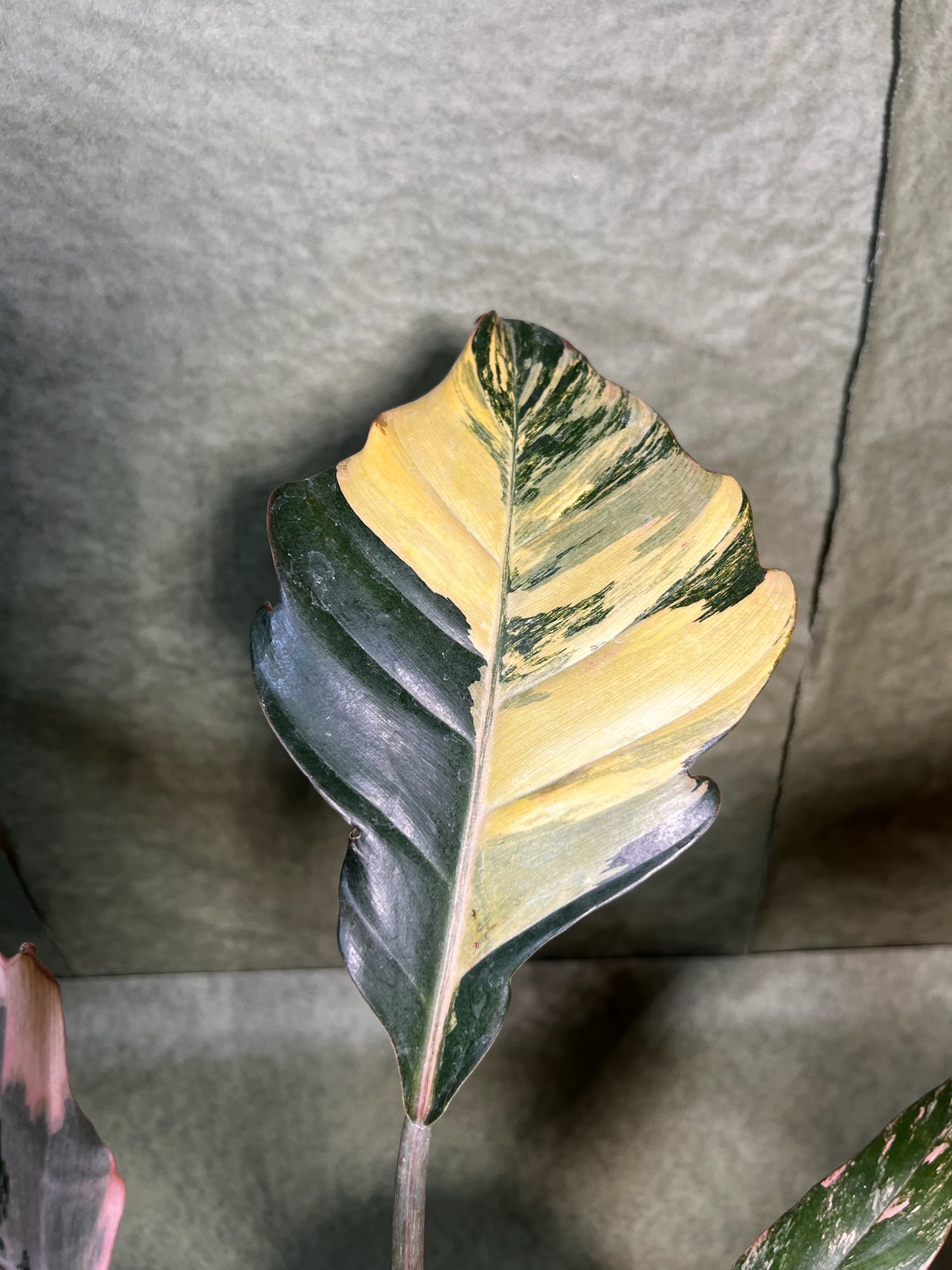 Philodendron Caramel Marble ↕: 35cm ø: 12cm