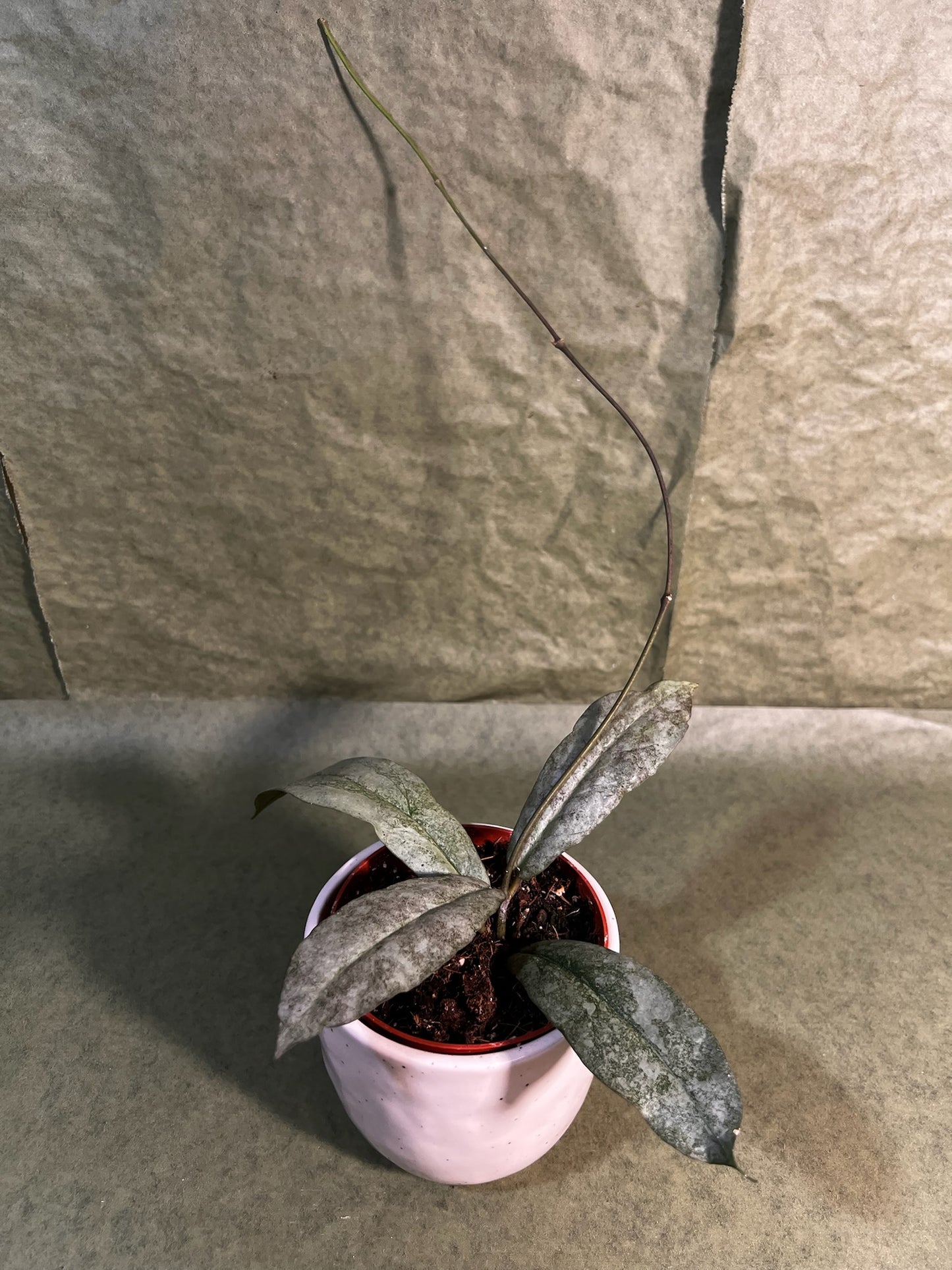 Hoya Mitrata Silver ↕: 13cm ø: 10,5cm
