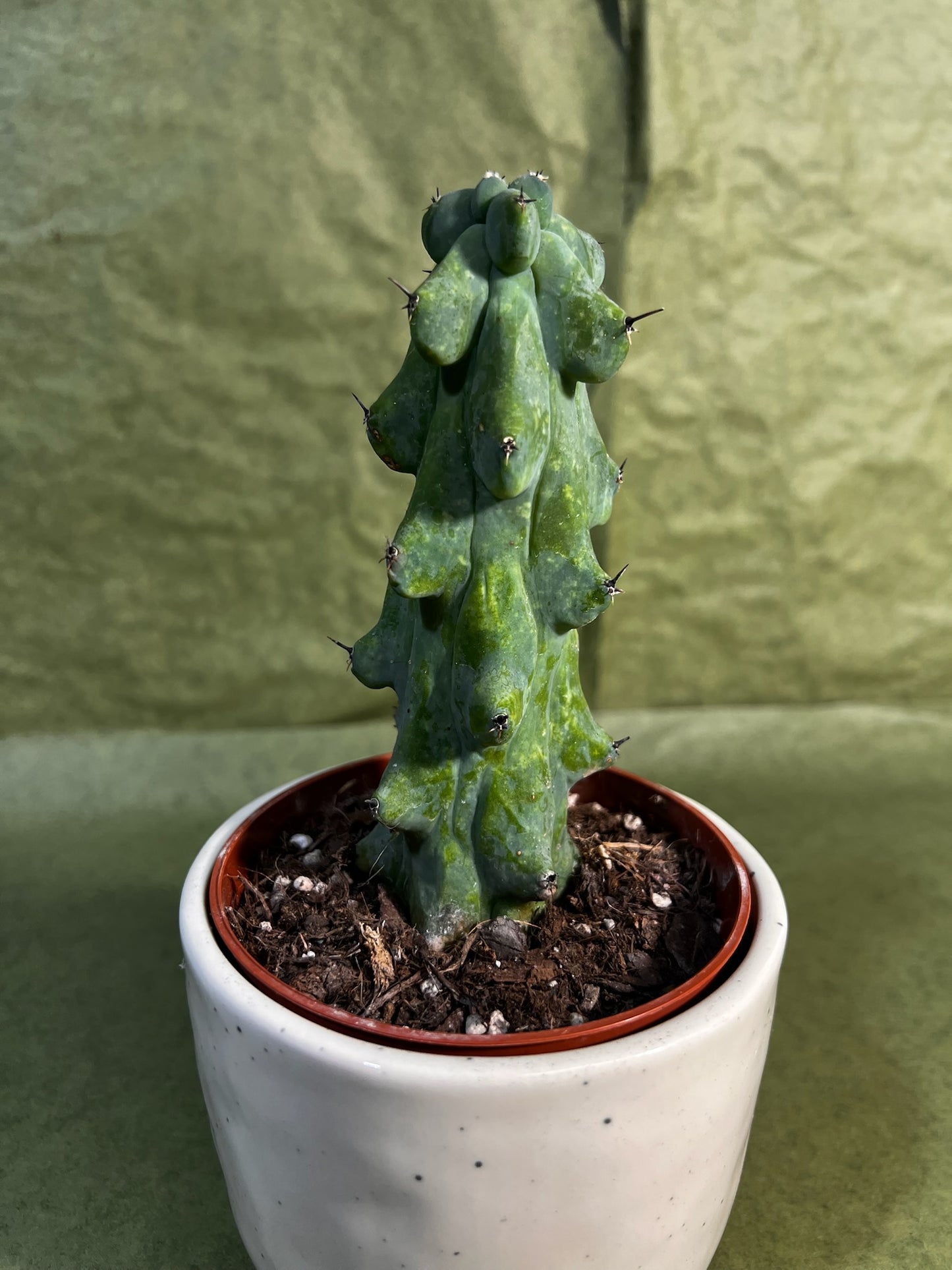 Cereus Myrtillocactus Boobie ↕: 20cm ø: 10,5cm