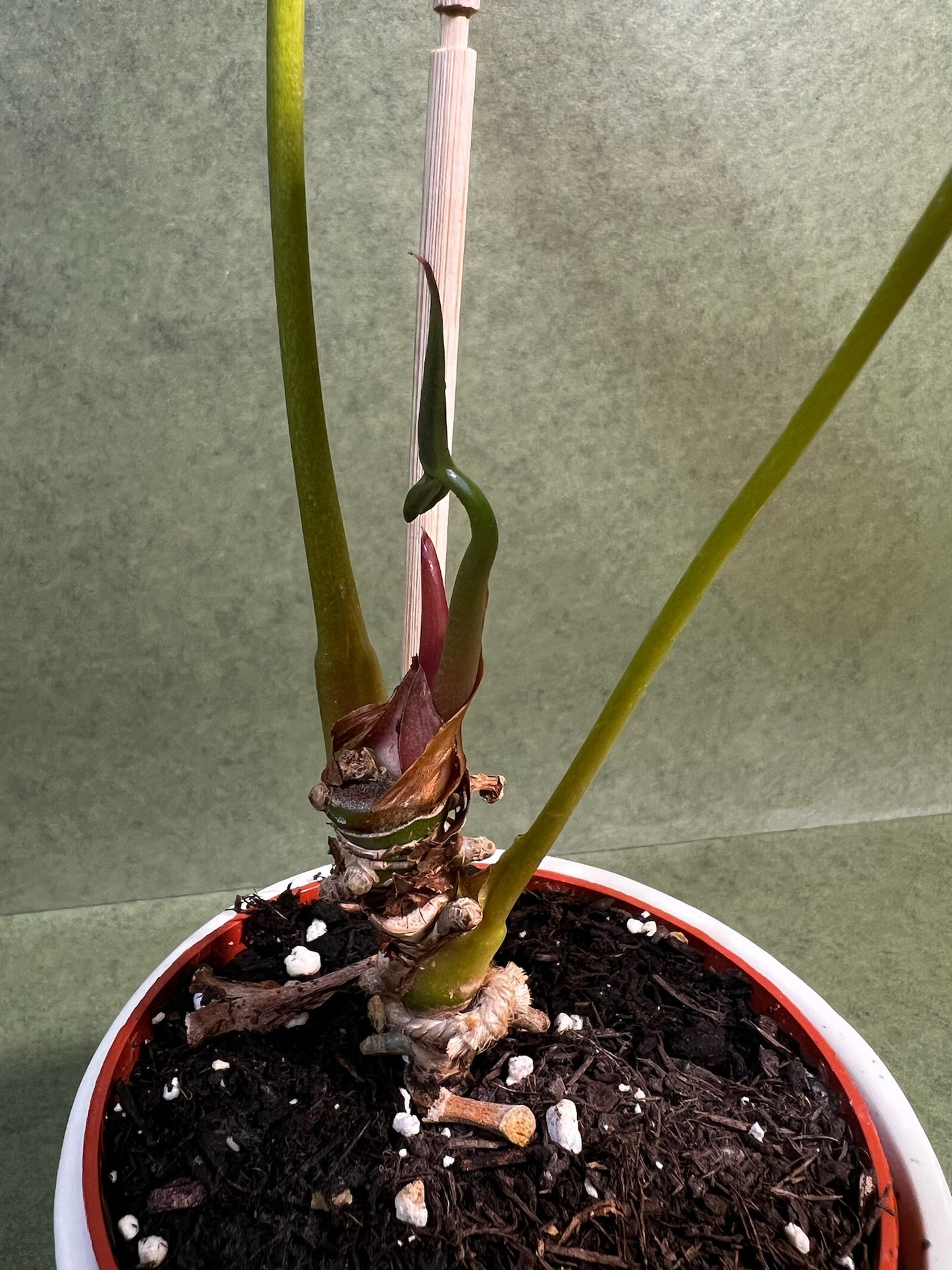 Anthurium Nigrolaminum Gigi X Forgetii ↕: 38cm ø: 10,5cm
