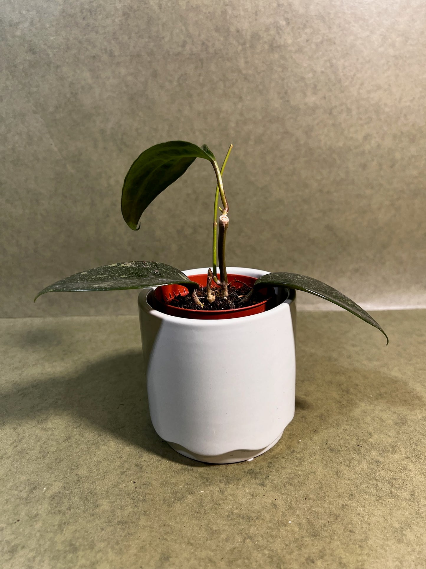 Hoya Rimba Perak ↕: 16cm ø: 8cm