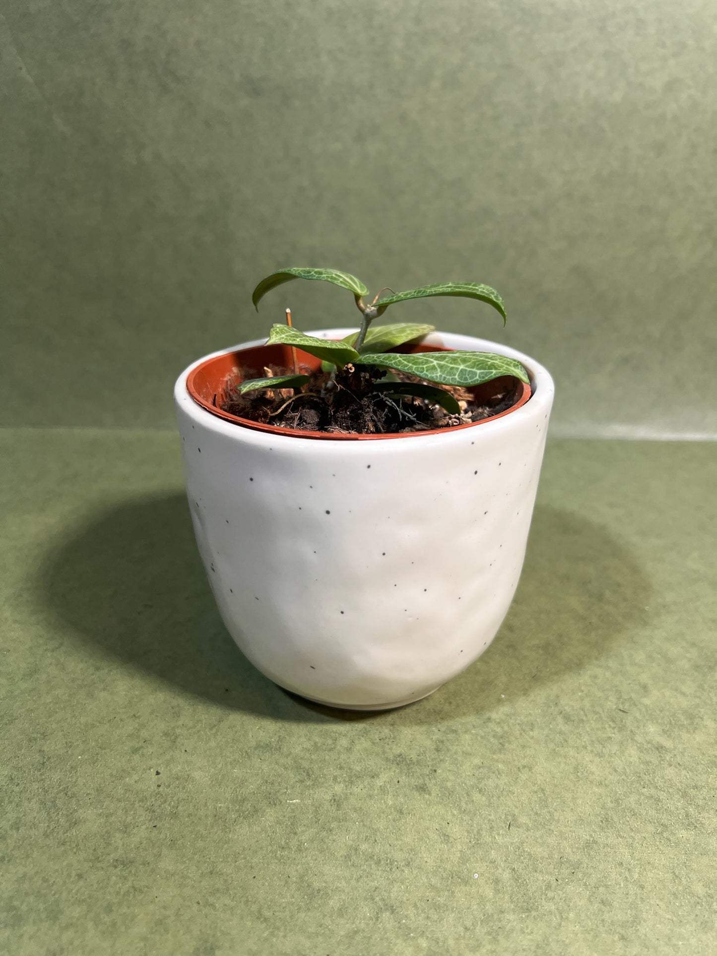 Hoya Fitchii ↕: 12cm ø: 10,5cm