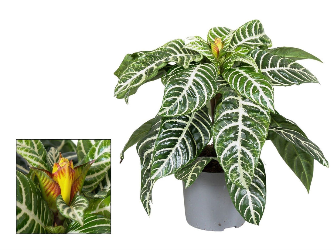 Fiche d'entretien: Aphelandra