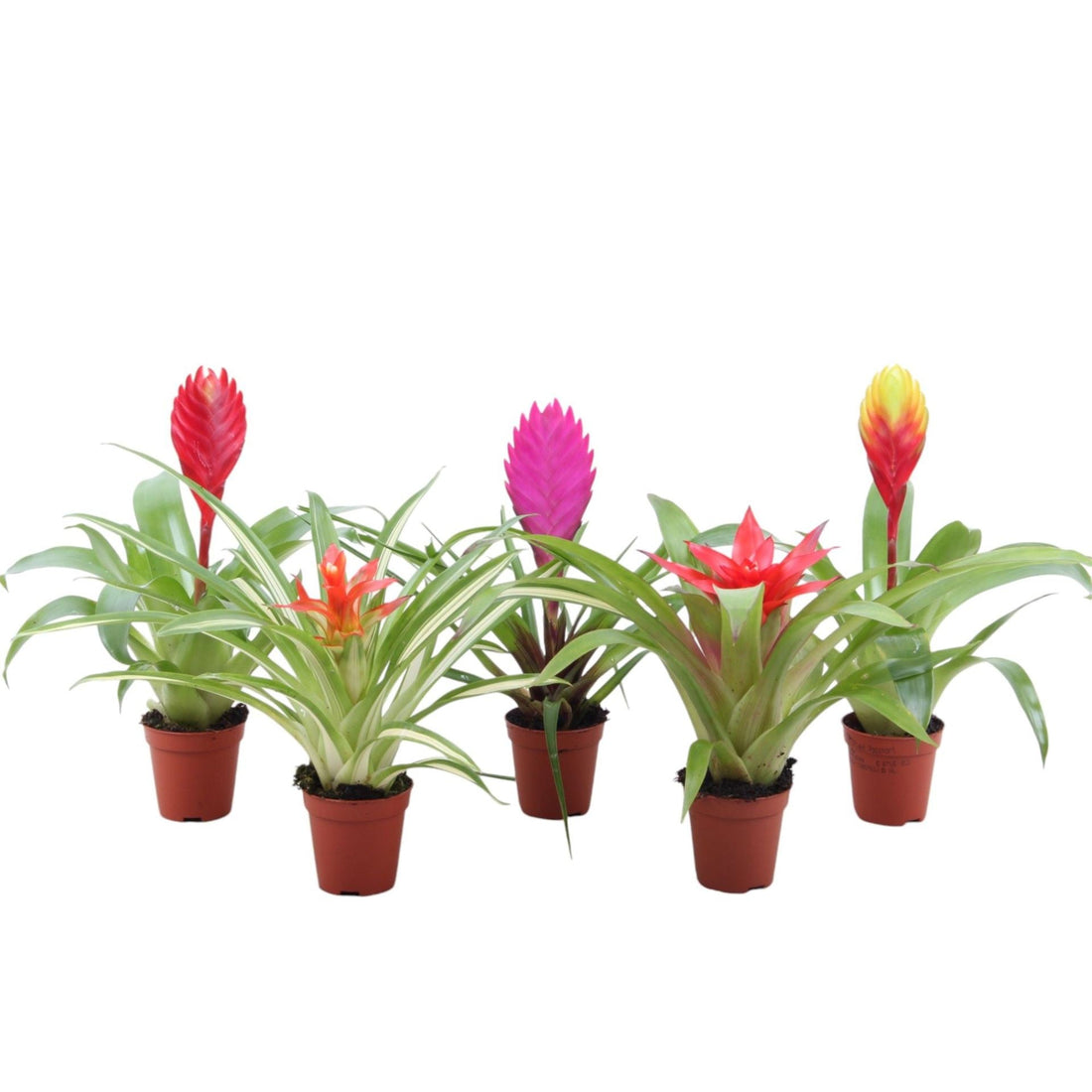 Fiche d'entretien: Bromelia
