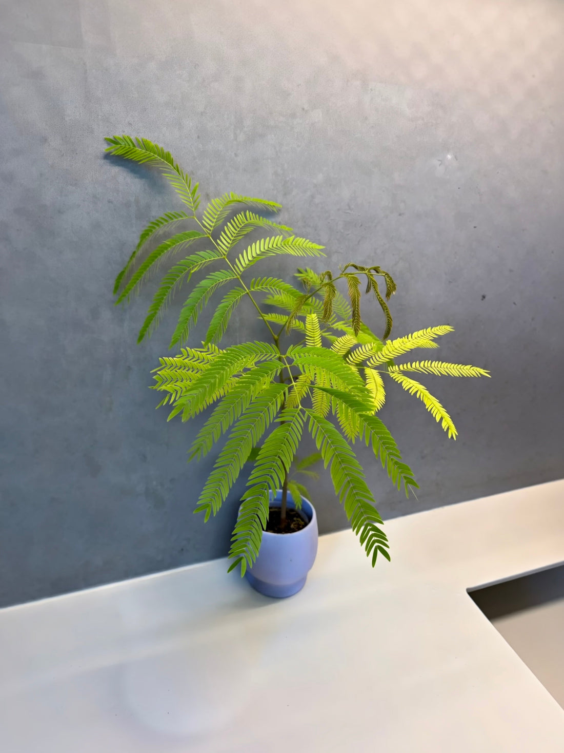 Fiche d'entretien: Cojoba arborea