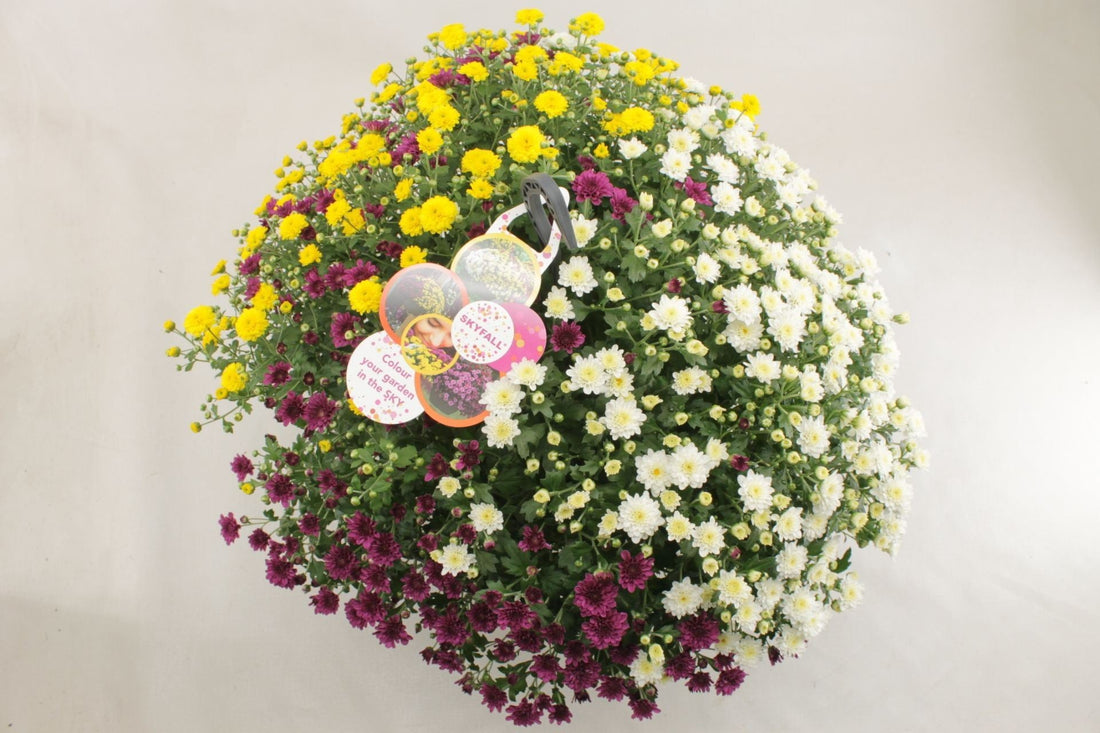 Fiche d'entretien: chrysanthem