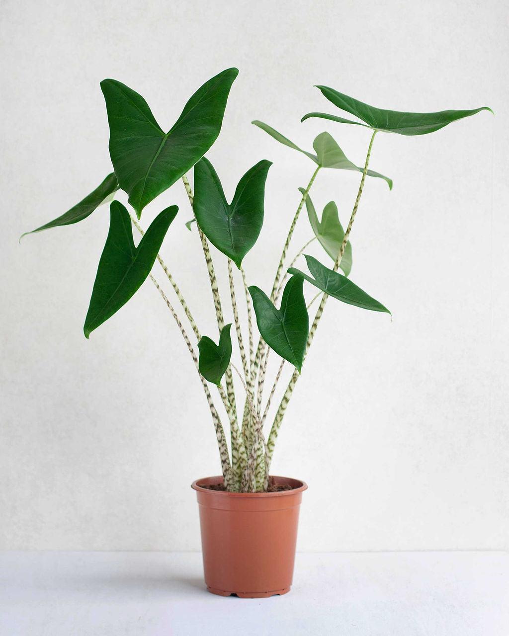 Fiche d'entretien: Alocasia