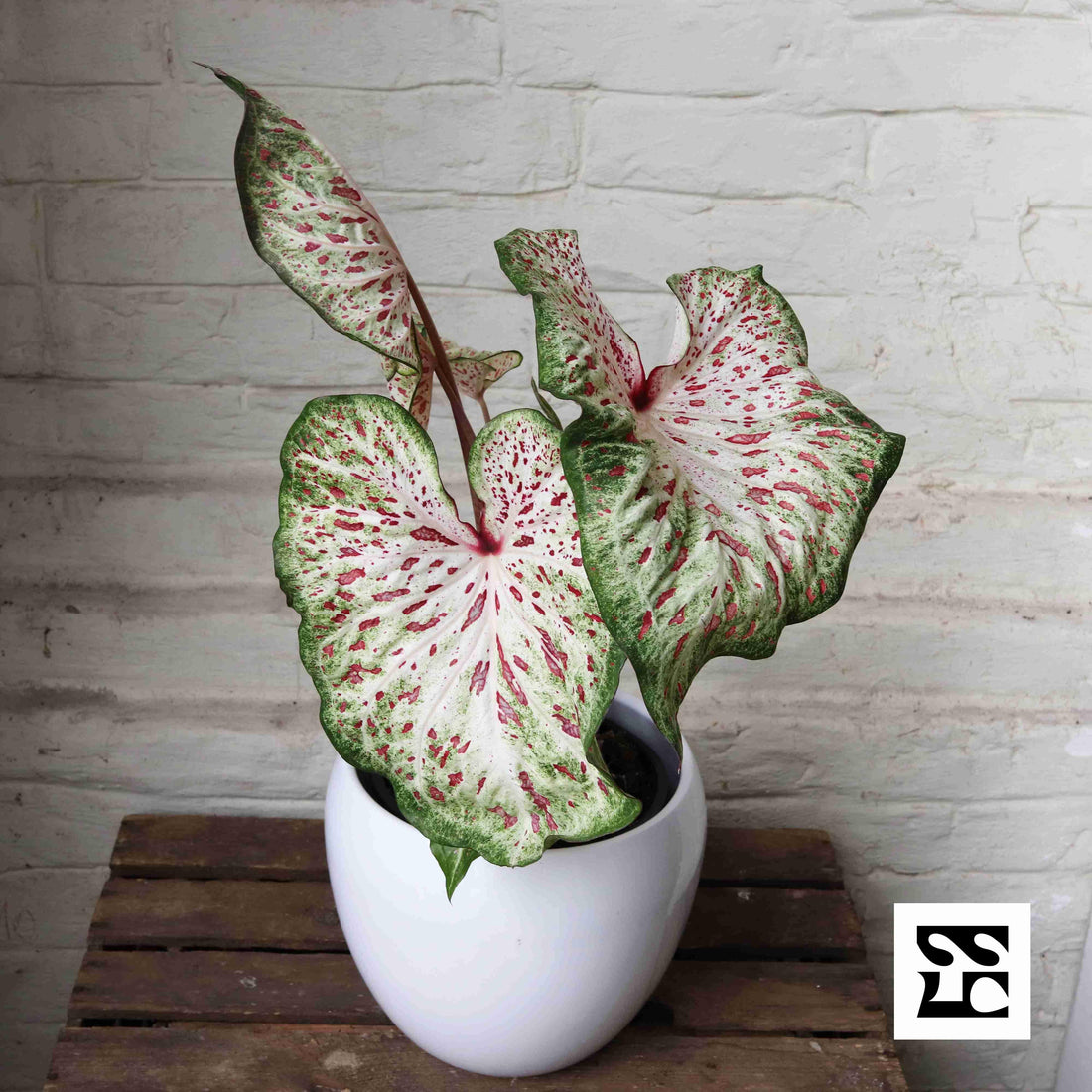 Fiche d'entretien: Caladium