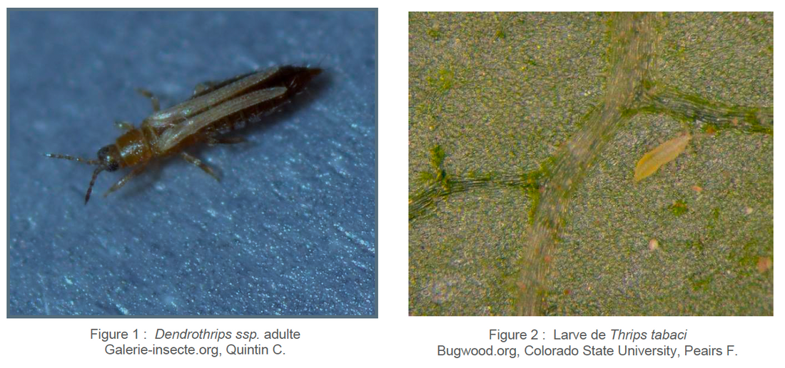 Les Thrips