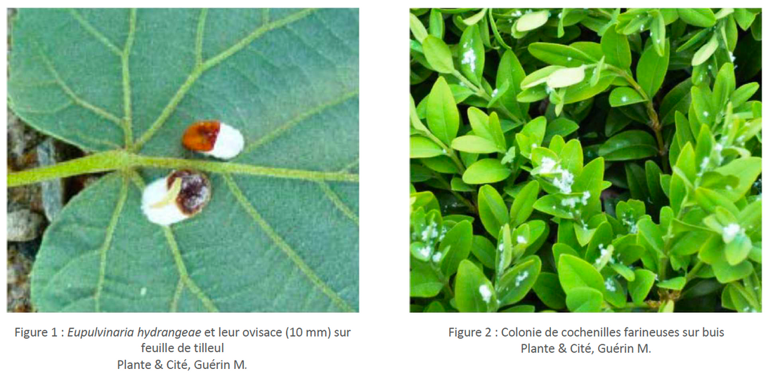 Les Cochenilles