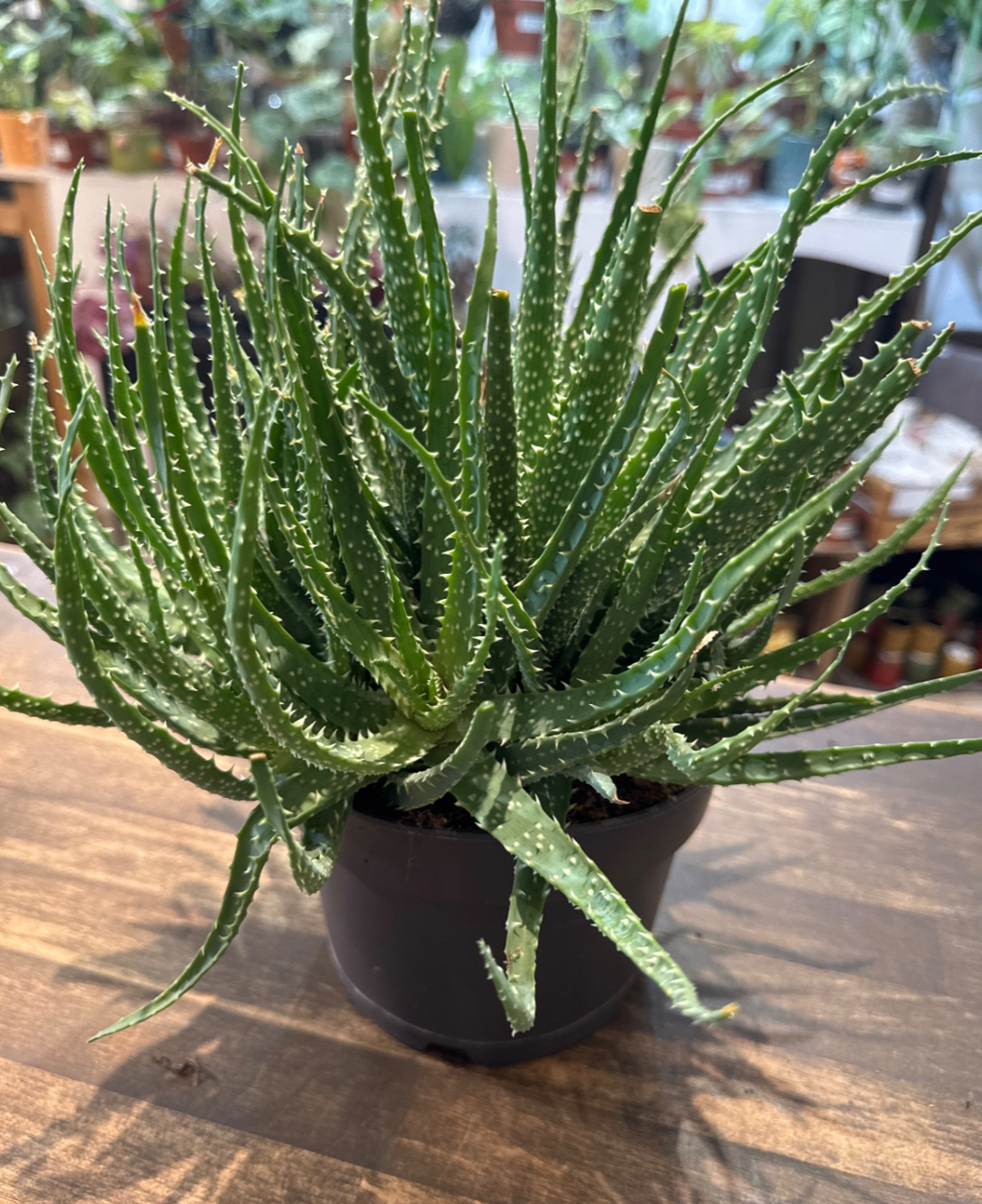 Fiche d'entretien: Aloe