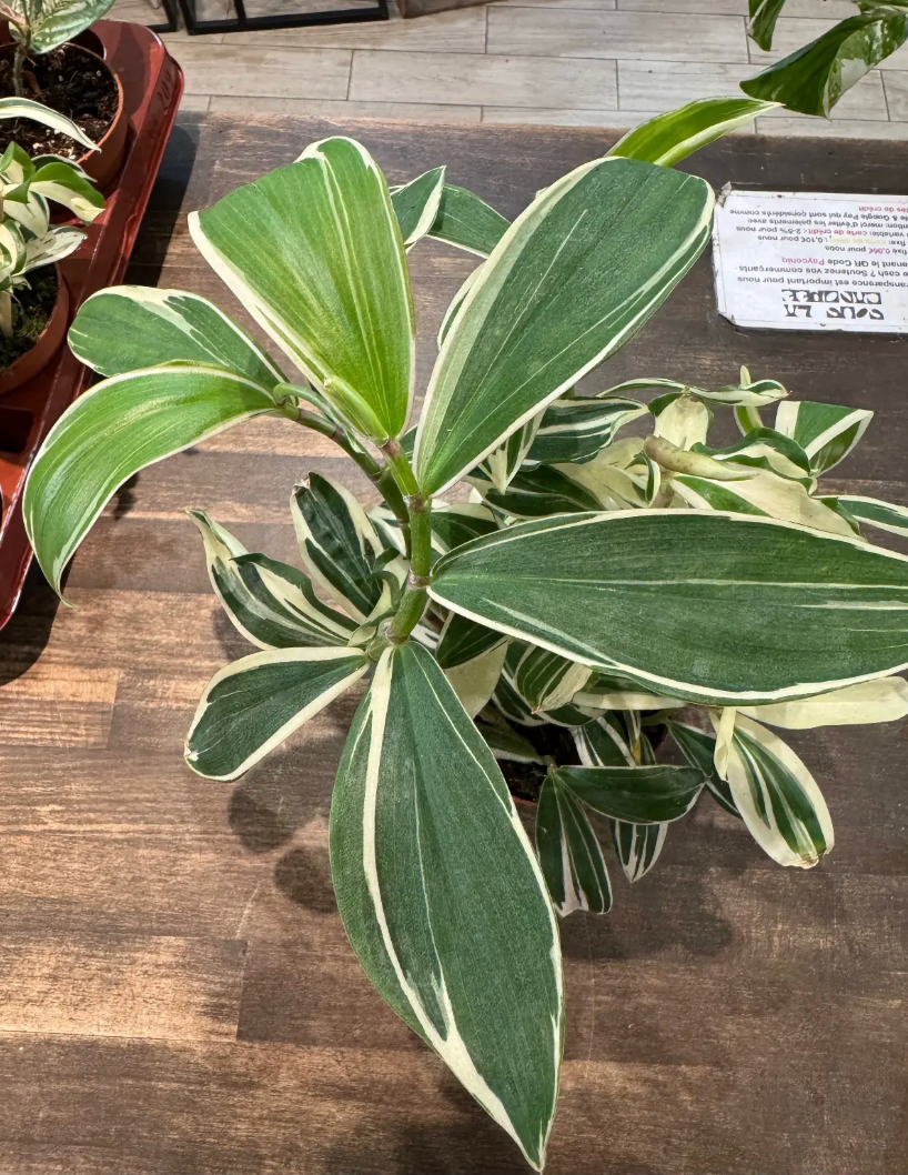 Fiche d'entretien: Costus