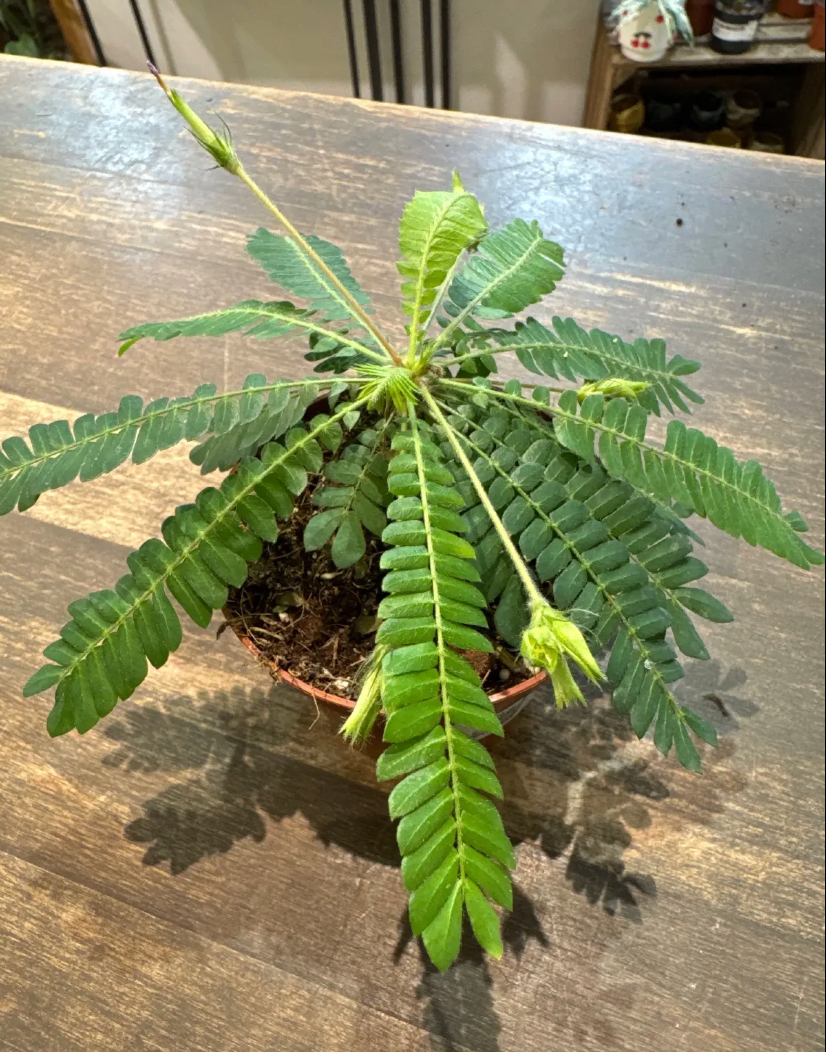 Fiche d'entretien: Biophytum sensitivum