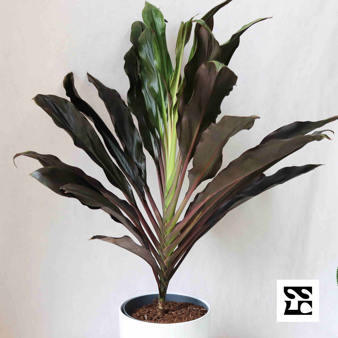 Fiche d'entretien: Cordyline