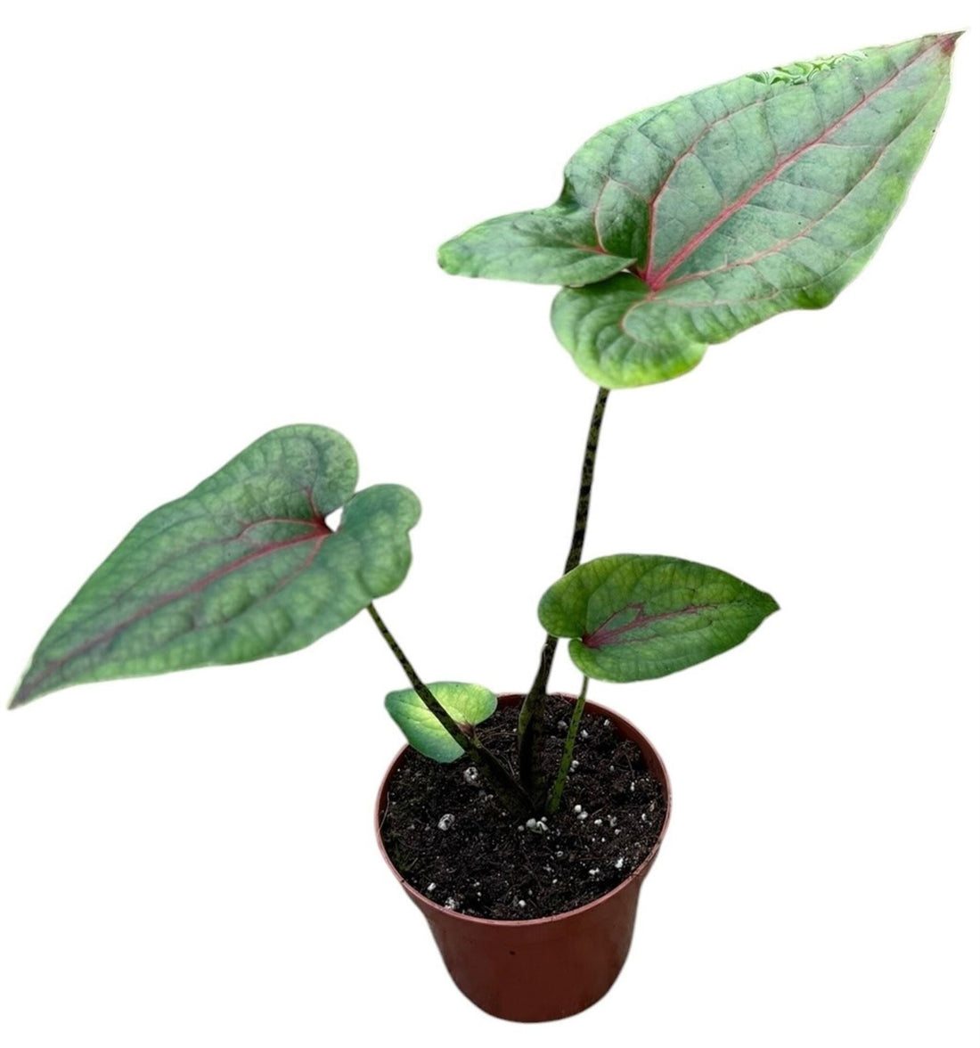 Fiche d'entretien: Cyrtosperma Johnstonii