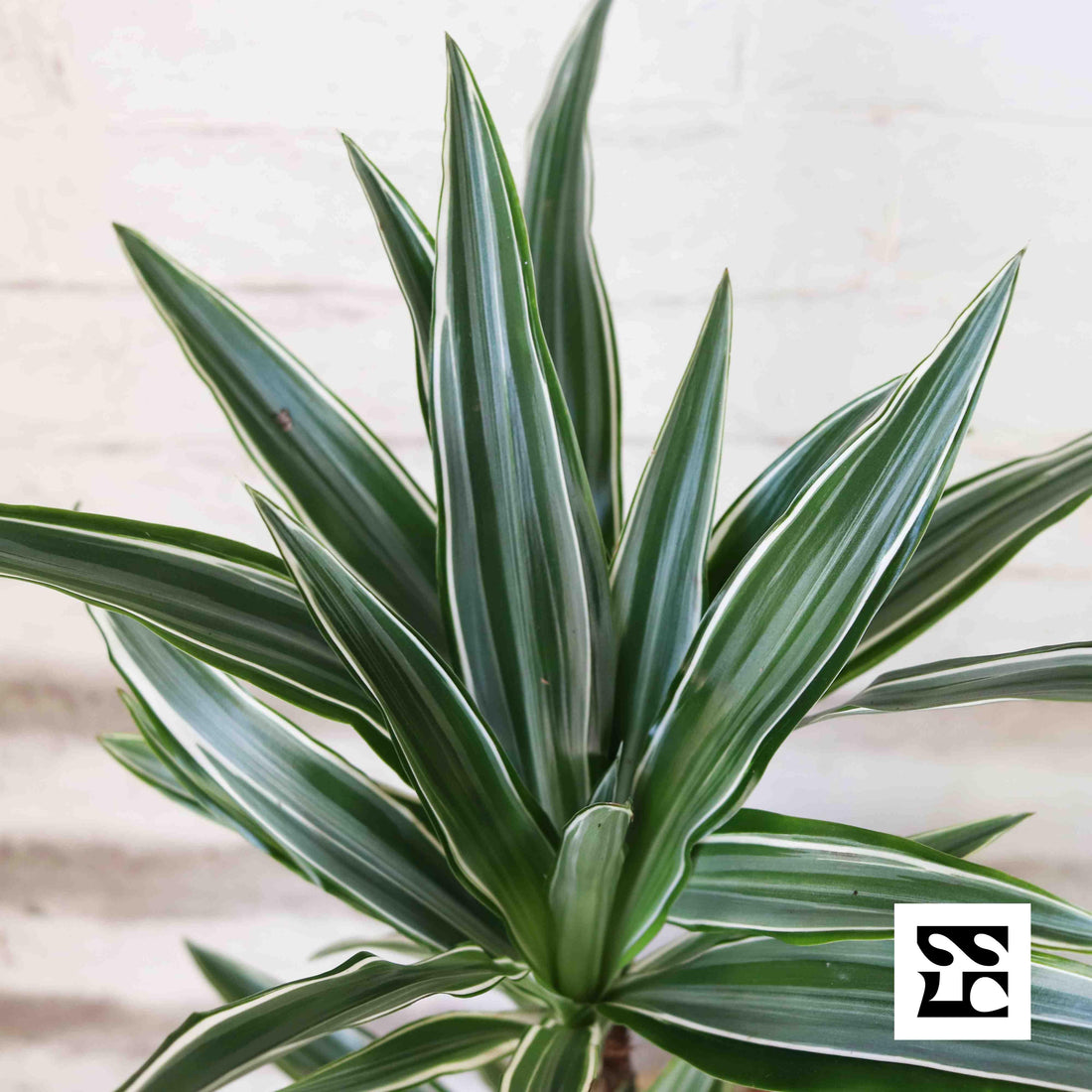 Fiche d'entretien: Dracaena  Sous La Canope