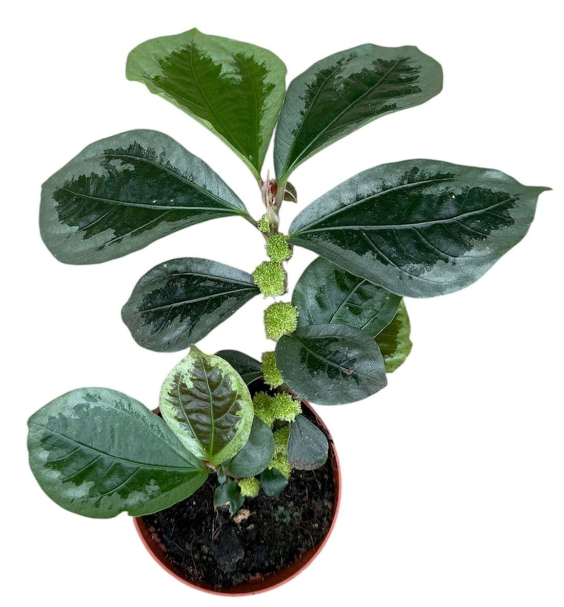 Fiche d'entretien: Elatostema Vittatum