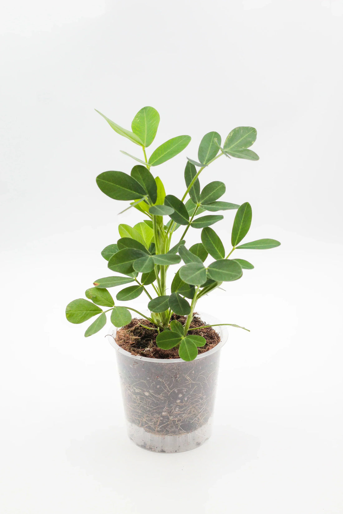 Fiche d'entretien: Arachis Hypogaea - Plante de Cacahouète