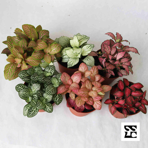 Fiche d'entretien: Fittonia