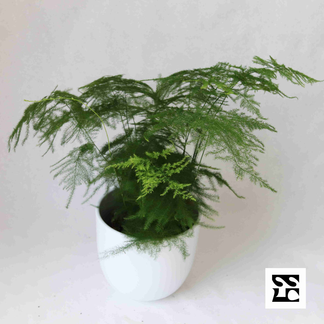 Fiche d'entretien: Asparagus