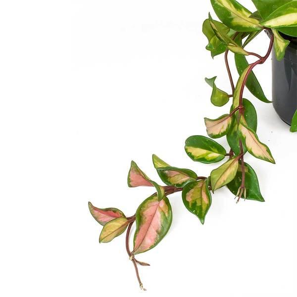 Fiche d'entretien: Hoya