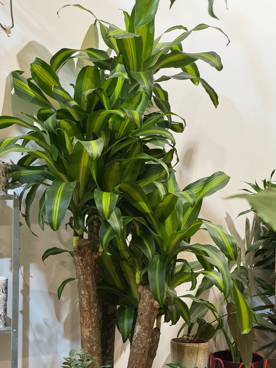 Fiche d'entretien: Yucca