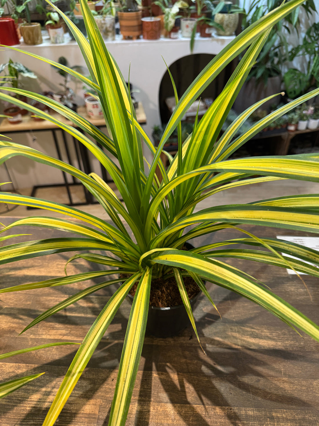 Fiche d'entretien: Pandanus