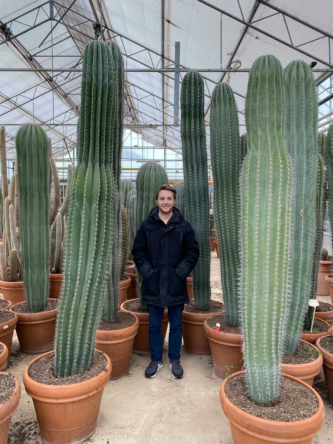 Fiche d'entretien: Cactus