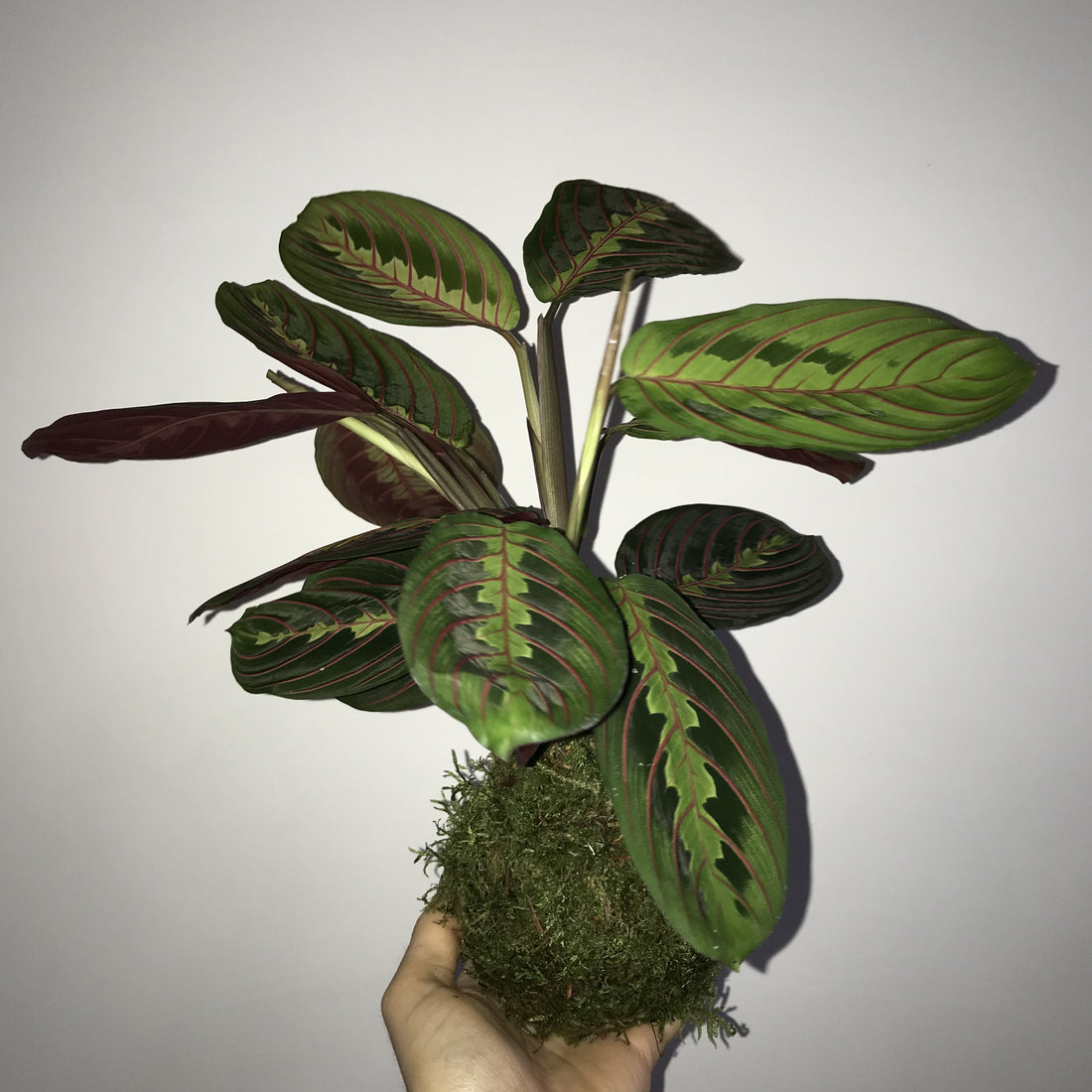 Fiche d'entretien: Kokedama
