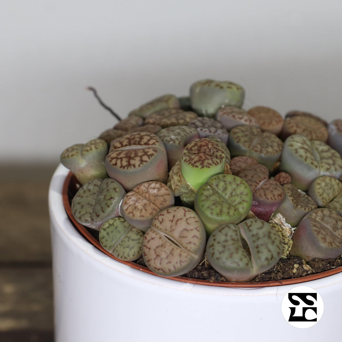 Fiche d'entretien: Lithops