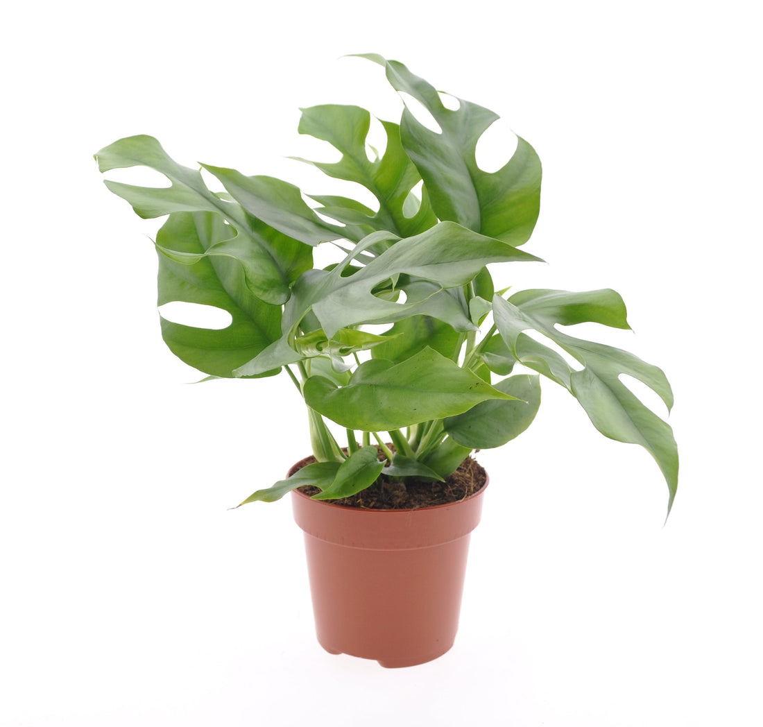 Fiche d'entretien: Rhaphidophora