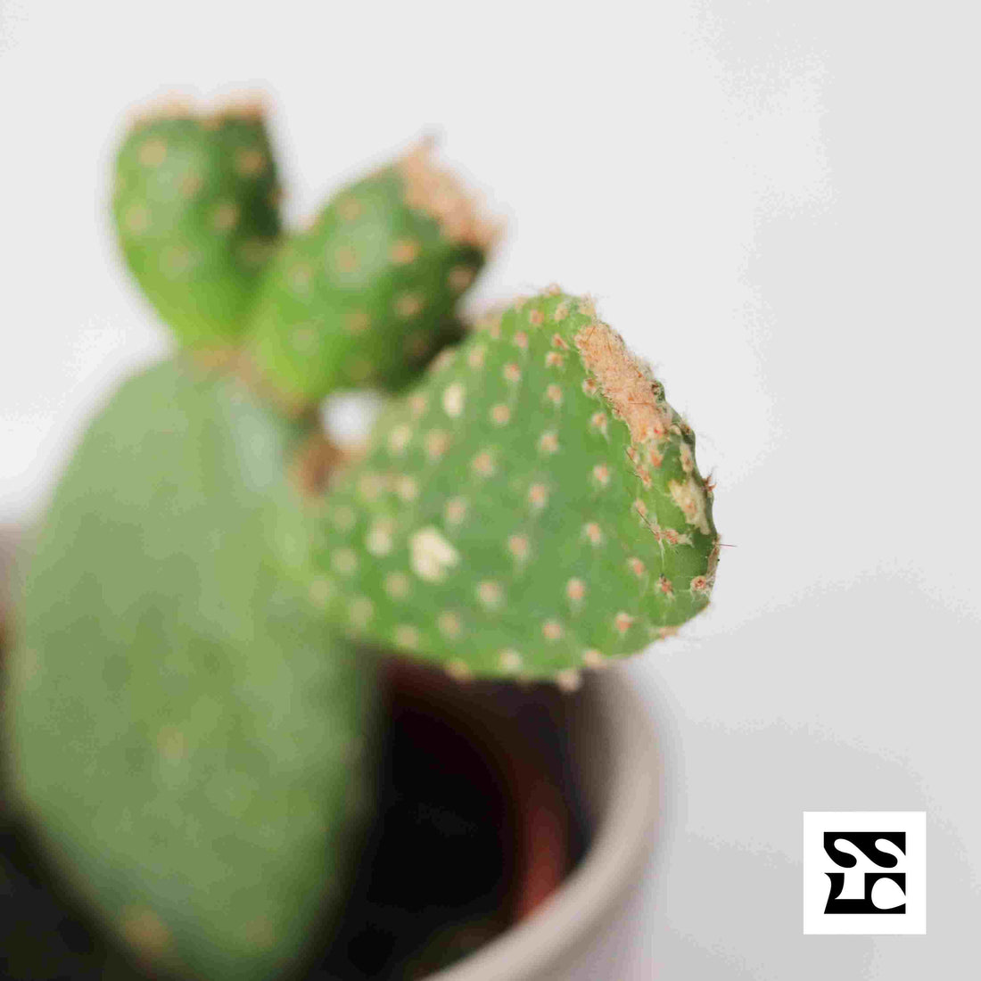 Fiche d'entretien: Opuntia