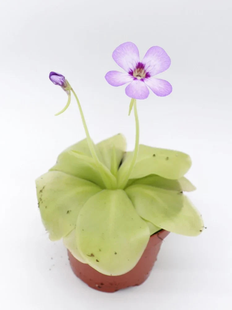 Fiche d'entretien: Pinguicula