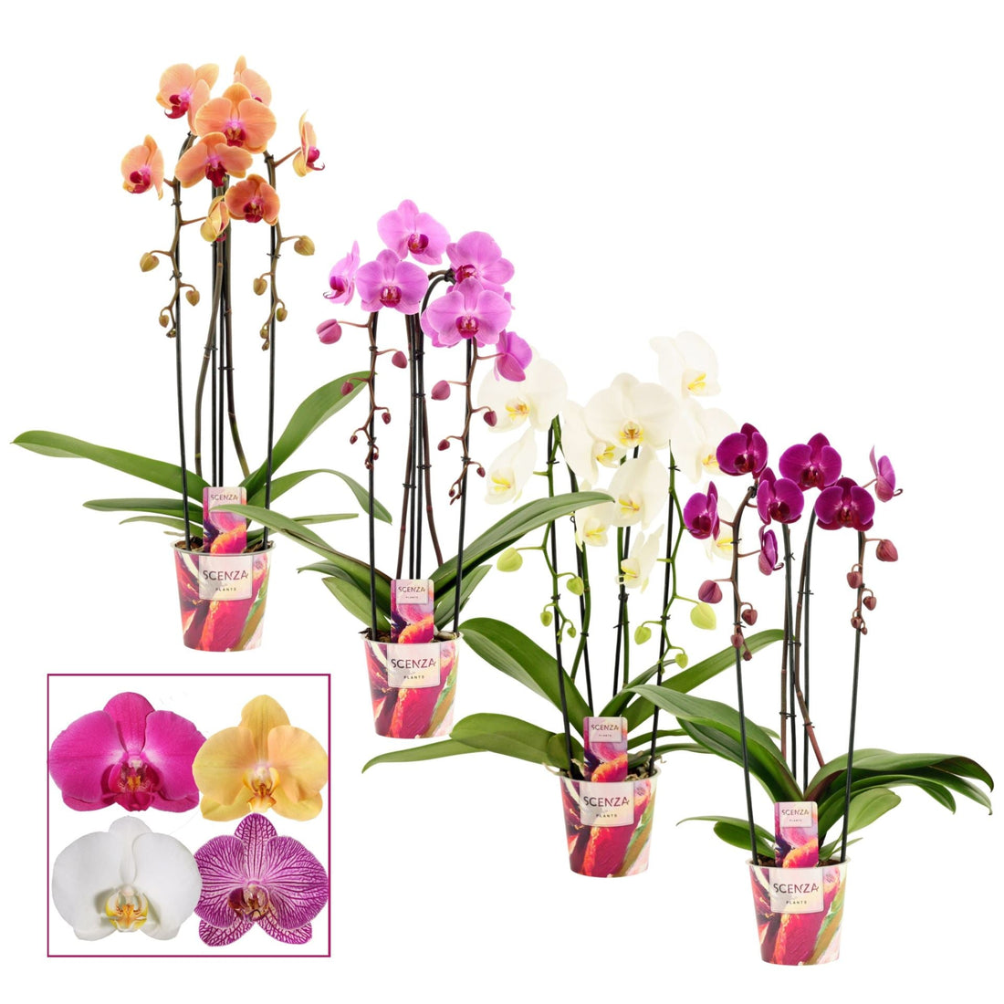 Fiche d'entretien: Phalaenopsis