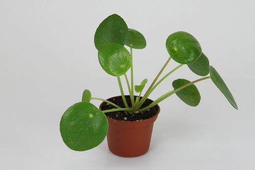 Fiche d'entretien: Pilea