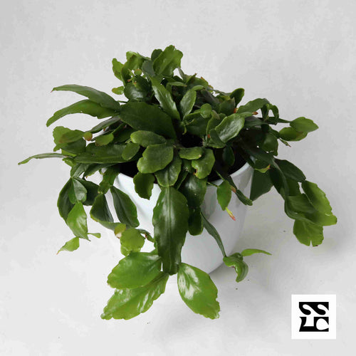 Fiche d'entretien: Rhipsalis