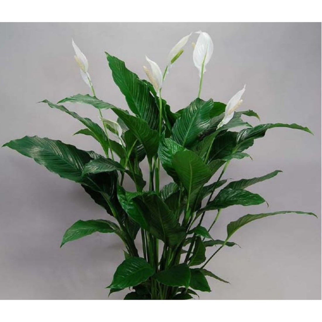 Fiche d'entretien: Spathiphyllum