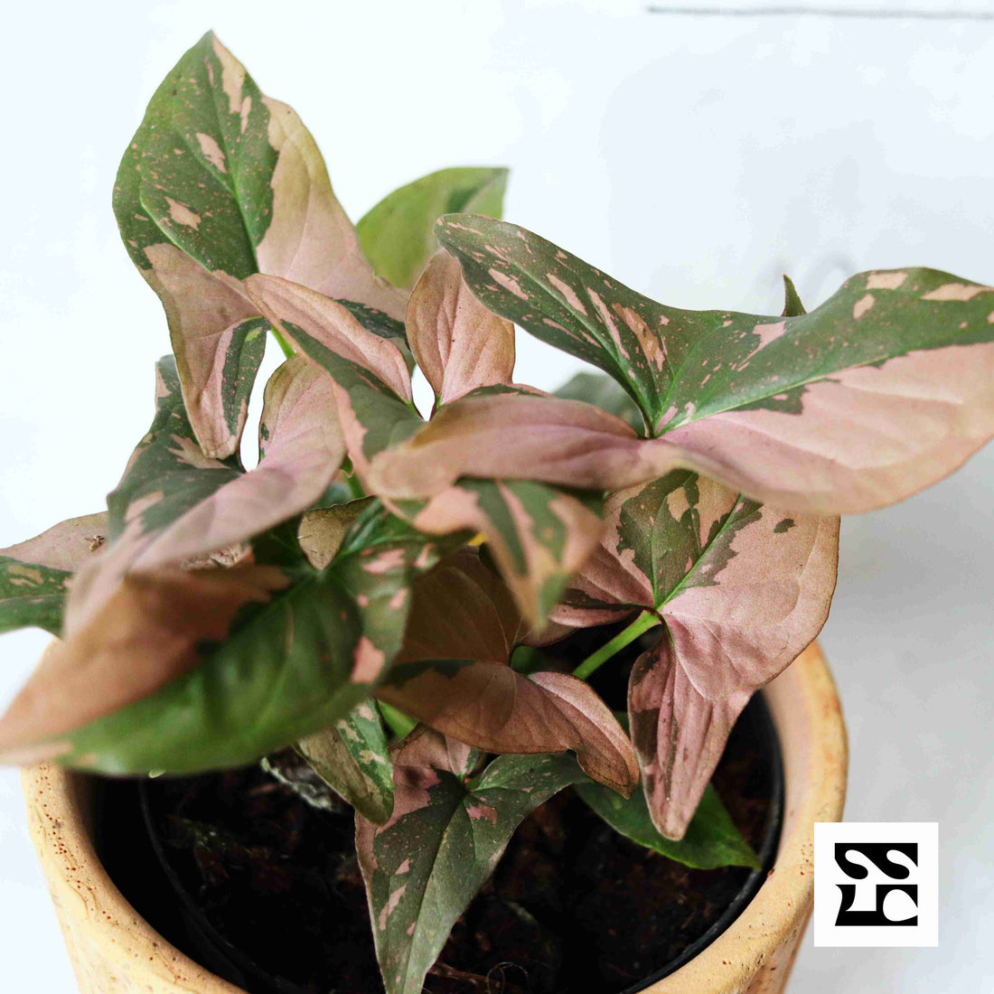 Fiche d'entretien: Syngonium
