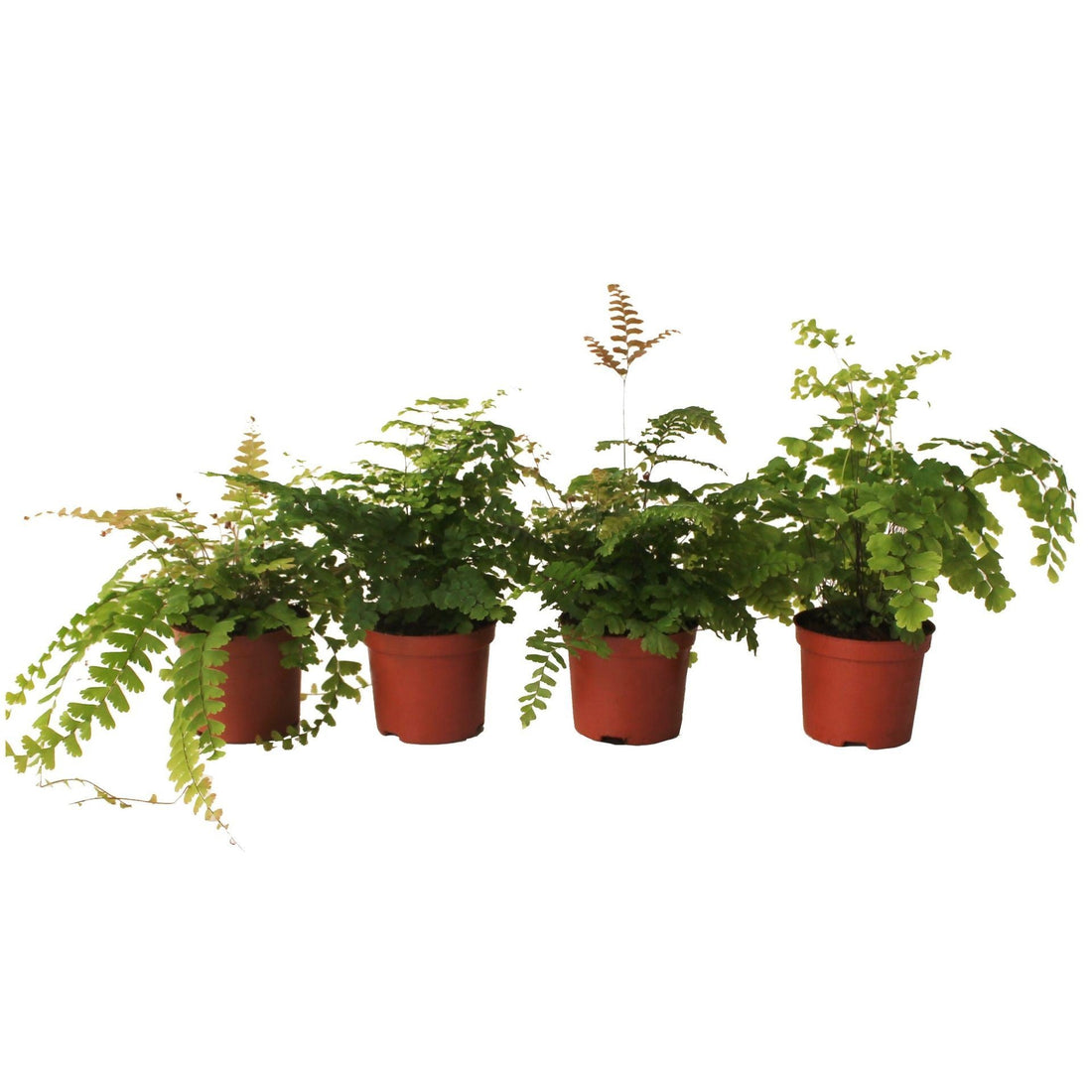 Fiche d'entretien: Adiantum