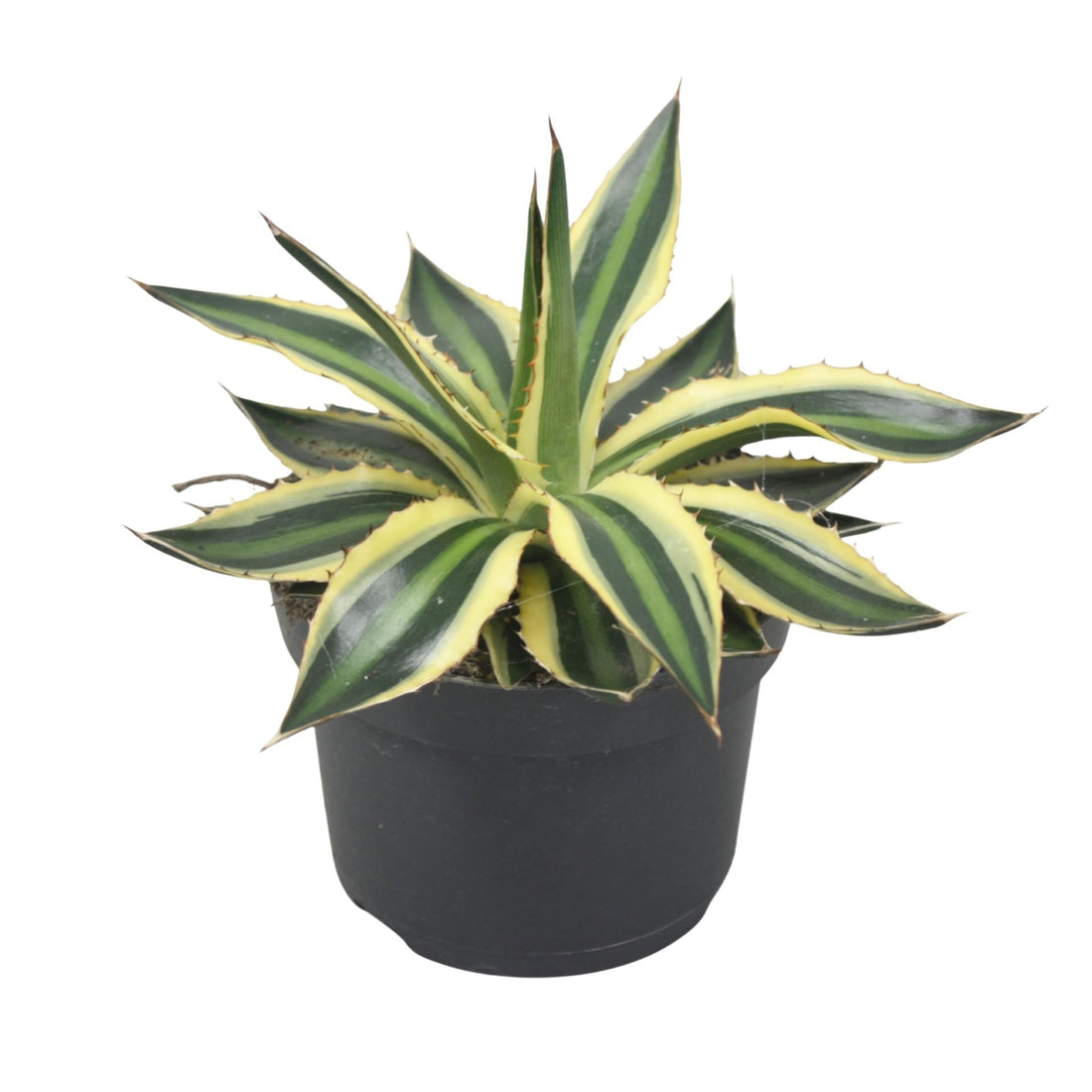 Fiche d'entretien: Agave
